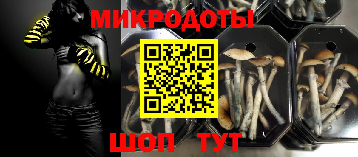 Галлюциногенные грибы Psilocybe Дедовск